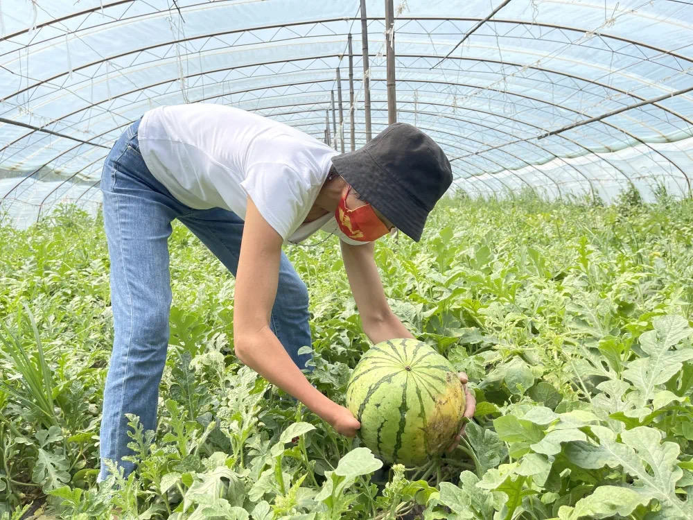 摇钱树四肖四码精准资料，定量解答解释落实_etw02.07.74